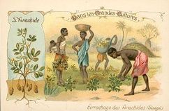 Chromo : ramassage des arachides au Sénégal