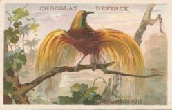 Chromo : oiseau de paradis (chocolat Devinck)